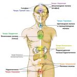 Чакры и эндокринная система